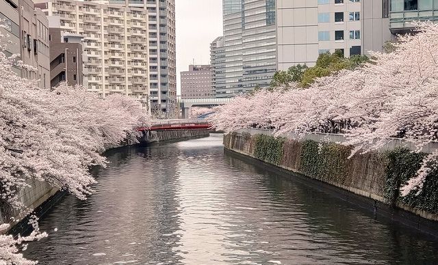 【アクセス方法・ルート】目黒川沿い桜並木の場所 | 世界一つまらないブログ